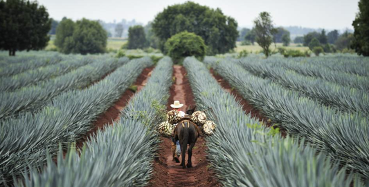 ¡Descubre el auténtico sabor de México con Mezcal Sacrvm en San José!