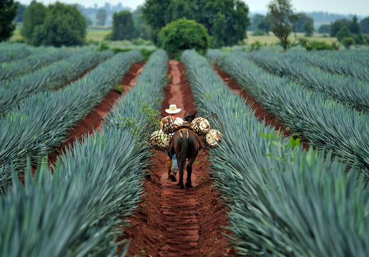 El auge del mezcal en América Latina: Tendencias crecientes en Costa Rica